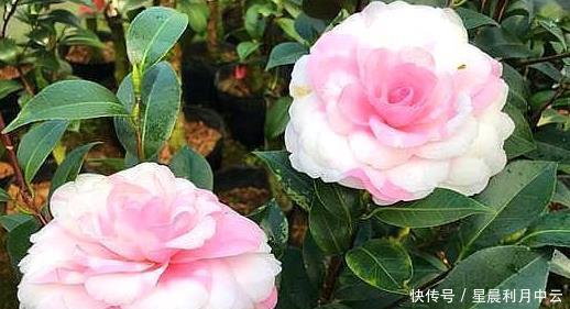  「扦插上以后」新手扦插茶花，记住1个“笨办法”，四季能操作，简单易成活！