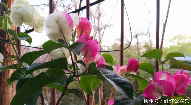 【放置于】家中有这三种花,别放北阳台,否则枝干细小难开花