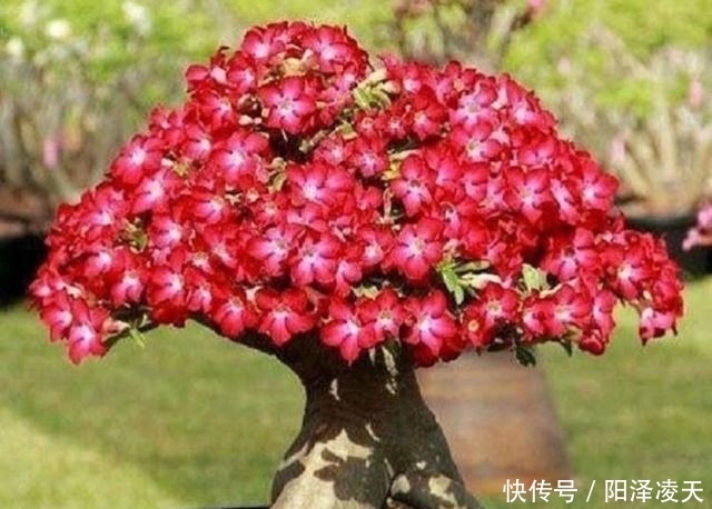  『盆土干透』客厅养的5种花，最怕水，多浇一点点，整盆死翘翘