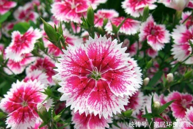『适合』3种花很好养,开花量大不操心,爆盆简单花色艳丽,适合新手养护