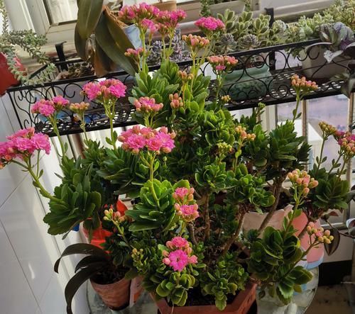  「寿花枝条」为什么新手喜欢把长寿花养成老桩，大神喜欢年年扦插长寿花新苗？