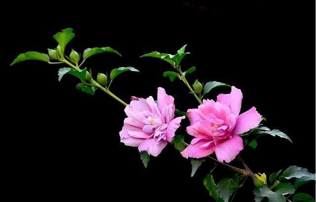  『木槿花』「食光流影」远方的木槿花
