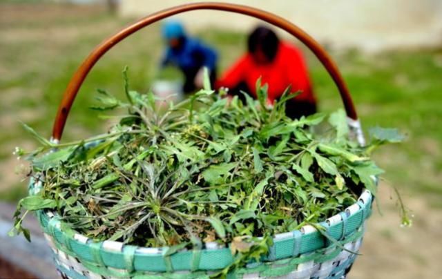  没错@七八十年代喂猪的野草，不是中药材就是野菜，吃过的是土豪