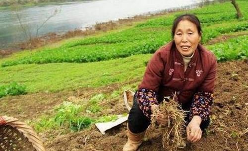  种植■乡下这种农作物：每亩能产1万斤左右 20块钱1斤 但没有几