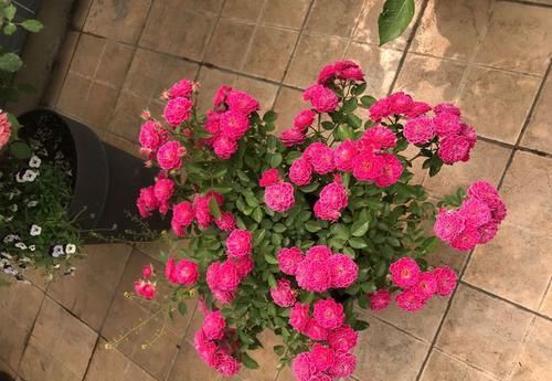  #珍稀#喜欢玫瑰，不如养“珍稀菊花”国华青阳，芊芊细手，流光溢彩