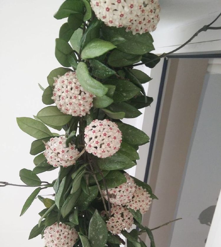  【花园】养花就养此款花，花开芳香馥郁，养在庭院变花园