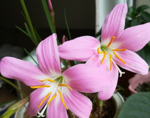  #喜欢#喜欢养护漂亮花卉，就选择开花量繁多，长势茂盛，观赏价值高的花