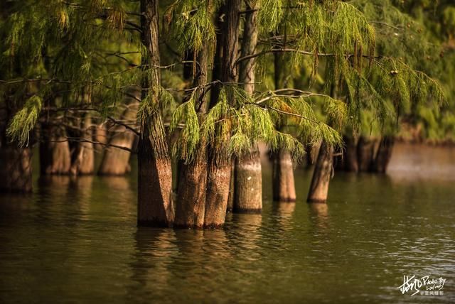 南京池杉湖，华东地区最大的水上池杉林，秋色醉美的观鸟胜地
