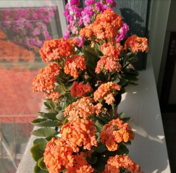 『植物』家庭养长寿花，学会“配土”，满足3个“要求”，开花持续不断