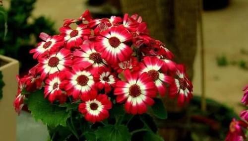  【富贵】喜欢养菊，就养盆“精品菊花”富贵菊，花开艳丽多姿，寓意美好
