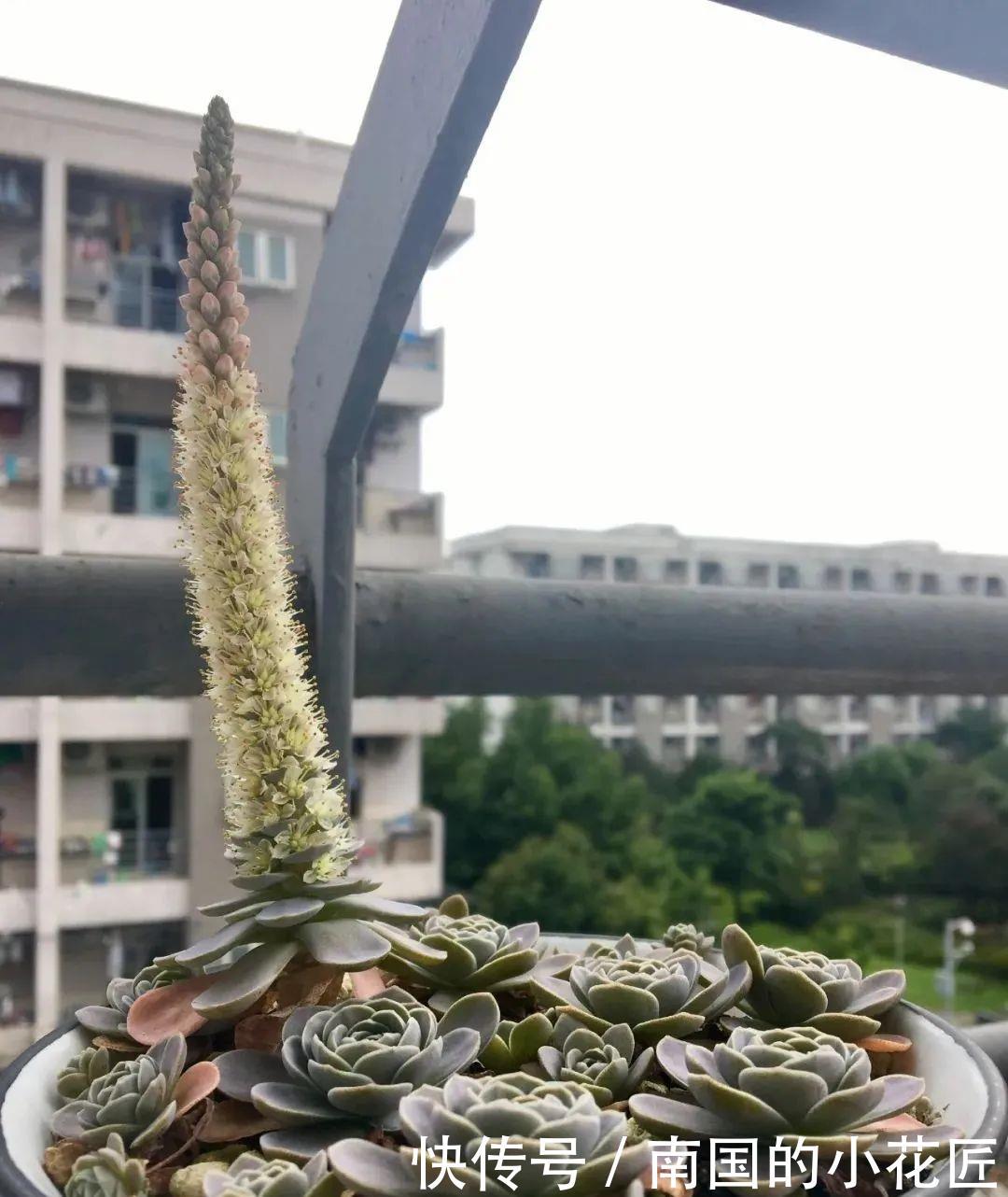  『剪掉』5种开花就容易死的多肉，赶紧把花箭剪掉，那样才活得久！