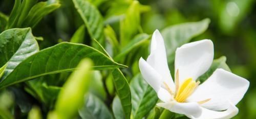  栀子花：花卉也有“喜好”，栀子花满足这“五点喜好”，也能开出洁白好花
