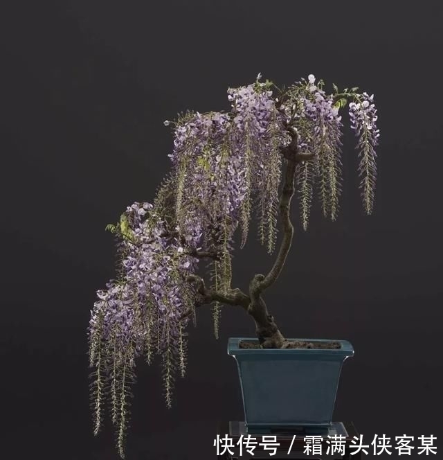  [栽种盆景]玩盆景，已成为当下追求高品质生活的一股潮流