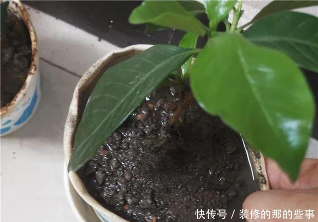  『执着的花盲』养花技巧：这5种花现在扦插，下个月就开花，千万别错过时机！