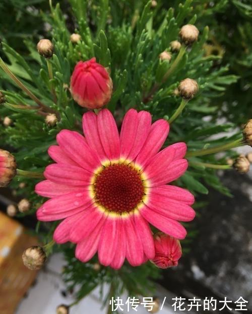  『花儿』4种花，是好养的“开花机器”，阳台养一盆，花儿天天开爆盆