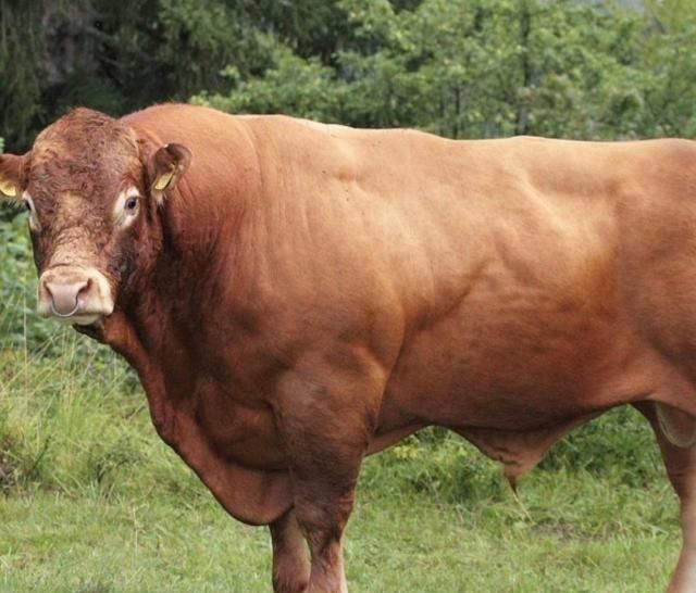  【选择】五大暴利养殖业，选择养殖一年赚几十万不成问题