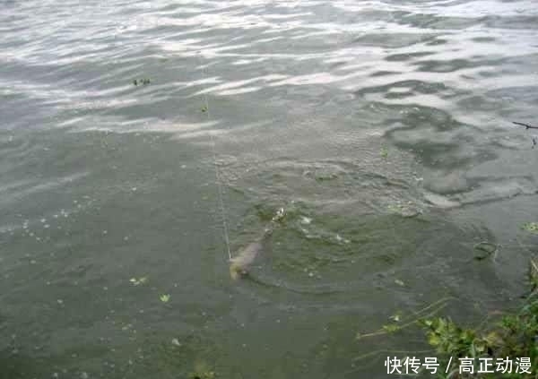  【生活费】鱼跑了, 杆也断了, 钓鱼人半个月的生活费没了