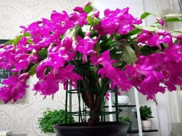 【自制】4月发文:冬季别再闲着了,在家自制3种花肥,既省钱又好用