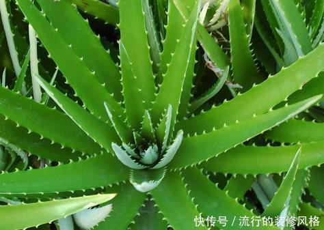 芦荟|谁说卧室不能养花?这三种花夜晚释放大量氧气,助你安心入眠