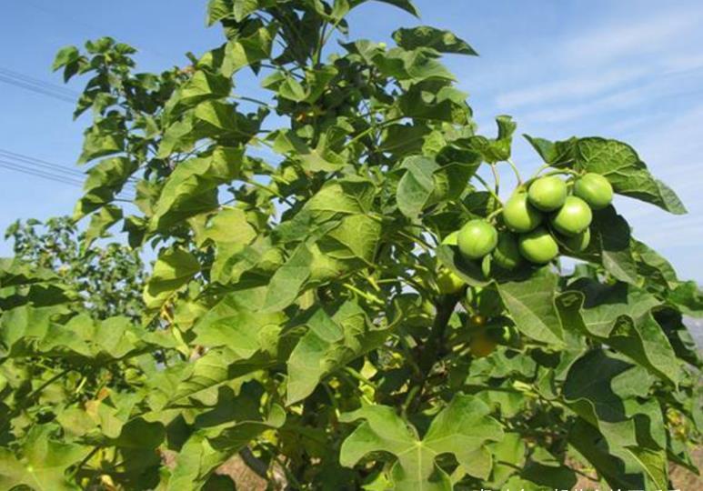  树木：农村常见的一种树木，曾经遭到人们砍伐，如今却成了“宝贝”