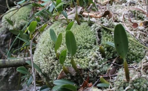  「人称」它长在石缝中，人称“芳香石豆兰”，价值珍贵且少见，遇到请重视