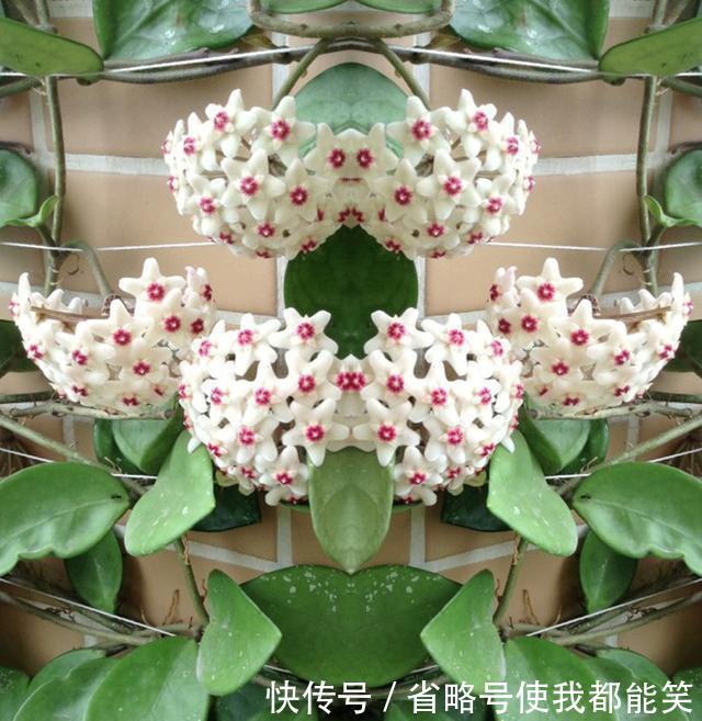  『散射光充足』家里采光差，就养6种花，不爱晒太阳，就给一点光，蹭蹭长满盆！