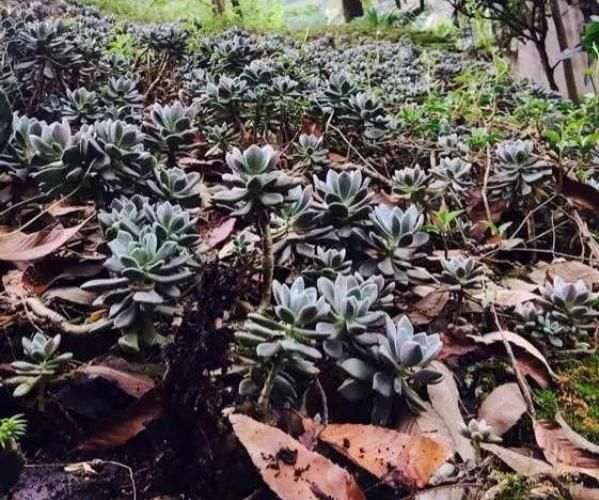 【不死鸟】农村没人要的多肉，长得满屋顶都是，下雨后泛滥了一