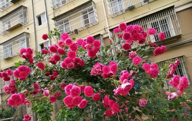  『暗淡』此款花卉，花艳易爆盆，开花幽香暗淡，花型圆滚惹人爱，值得拥有
