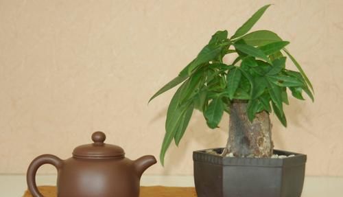 『恢复』发财树的叶子发黄,多是三种原因引起的,学会改善,很快恢复生机