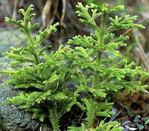  石松■田地里有1种草不常见，枝叶像“蜈蚣”，人称“垂穗石松”，珍贵
