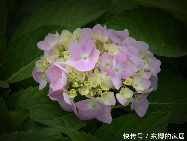  #小花#养花就养3种小花，花朵小巧可爱数量多，造型奇特抓人眼球