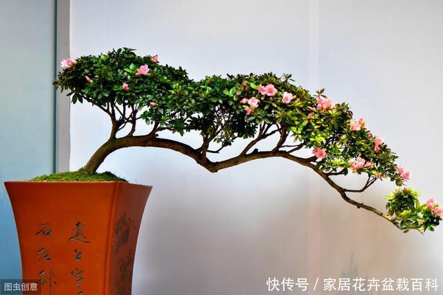  不见：窗台上的一盆杜鹃花，每年很简单的养护，却年年见花不见叶