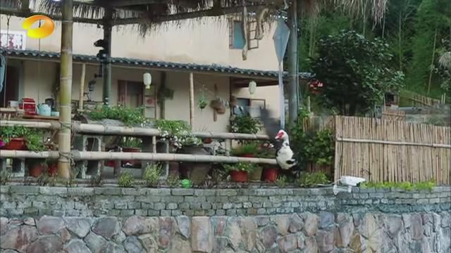 向往的生活:杨颖被吐槽假吃爆米花，官博居然怒怼观众引争议!