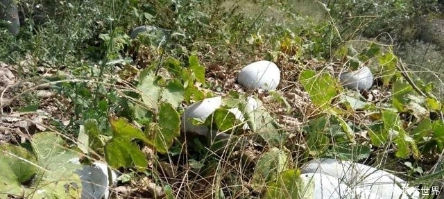  [葫芦]农村田野里，那些被遗弃的冬瓜们