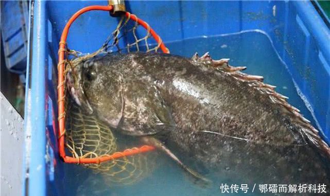  『钓法』石斑鱼来自海洋的“鸡肉”该如何垂钓？