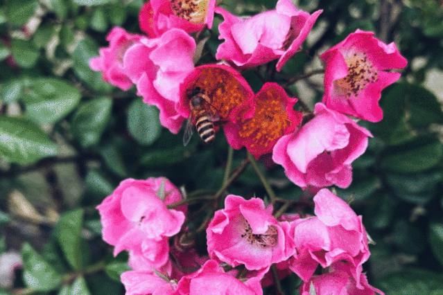  不少：惊艳！月季盛开，松江这条“花路”风景你错过了吗？