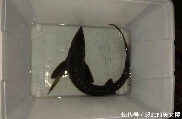  钓友：老家小河里，钓起这种鱼，钓友说是长江珍稀物种，味道鲜美