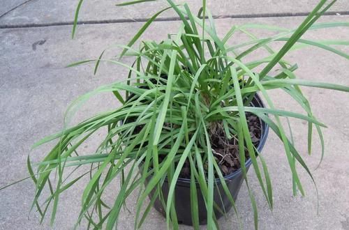  盆栽■可以驱赶害虫的9种植物，都能可以养成盆栽观赏花卉