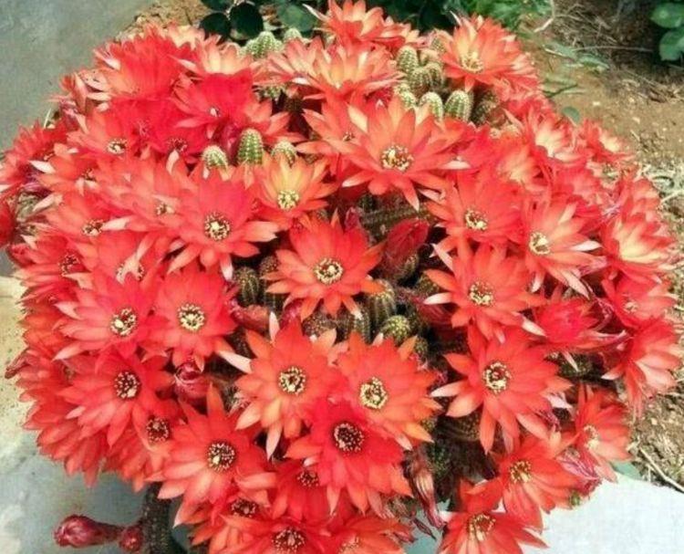  『自带』3种福运花，自带福气好养活，枝繁叶茂，一养就上瘾