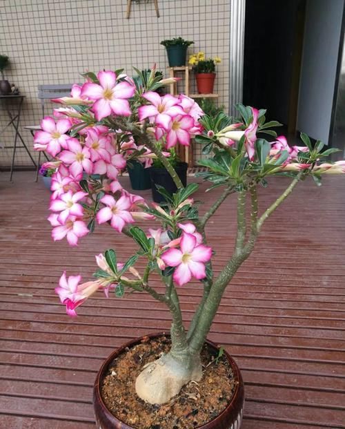  「掉叶子」客厅养的耐旱花，30天不浇水，照样精神又气派！
