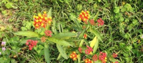  「贱民」这种野草在乡下，人称“不能摸”，农民见了就怕，却有