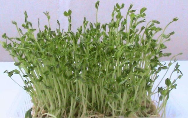 「豌豆」家里的豌豆花生,拿出几颗,也能养成盆栽!