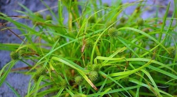 这草不能当鱼草,农民看见拔掉,殊不知好珍贵,今卖20元一斤了！