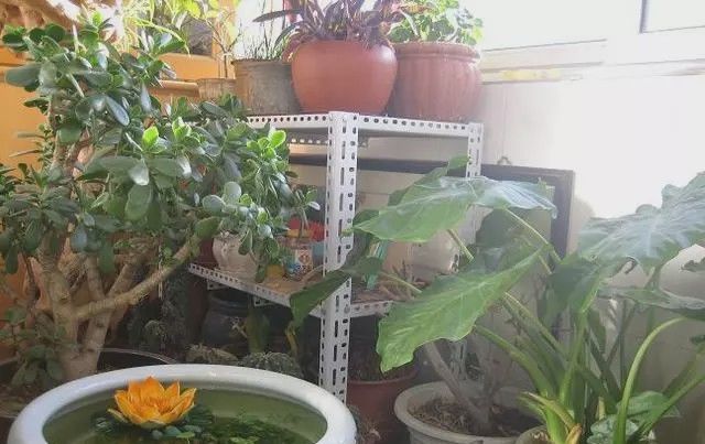  阳台：有一个小阳台，那就让它美成一道风景！