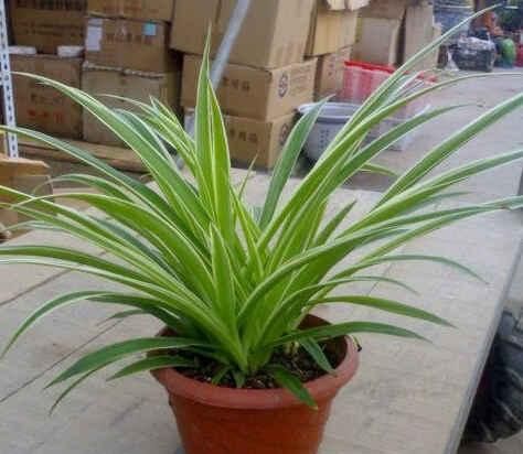  [堪称]这“4种植物”可以吸毒，堪称室内“空气净化器”，您有没有养？