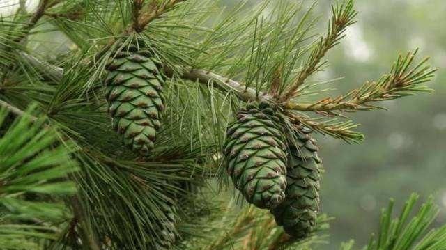 这东西以前遍地没人要，农民用它烧火，如今60一斤，大家抢着买