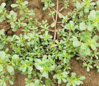 农村很常见的一种草，农民见了就锄掉，不料现在成了美味佳肴！