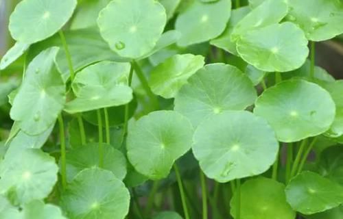  「铜钱草」喜欢菊花，首选此款“菊中精品”绿萍，似绿翠青颜，美丽清奇！