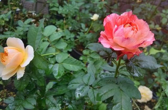 月季花有没有种子 t01f2e7828e3053699c.jpg