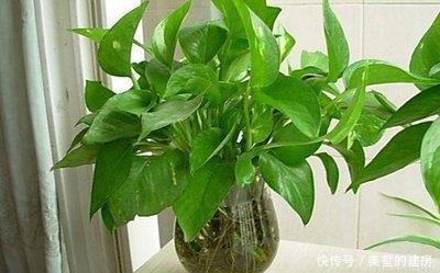 「漂亮」喜欢在家中养护漂亮的花花,就选择3种花卉,花型漂亮,高雅美丽